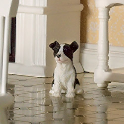 Benji the Border Collie Dog