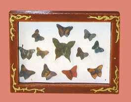 Butterfly Collection
