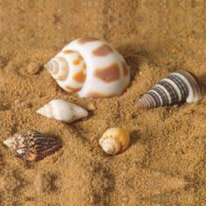 Sea Shells, 5 pcs Dolls House Emporium-5525